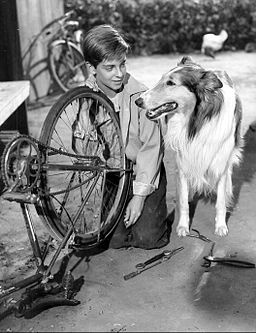 Lassie!